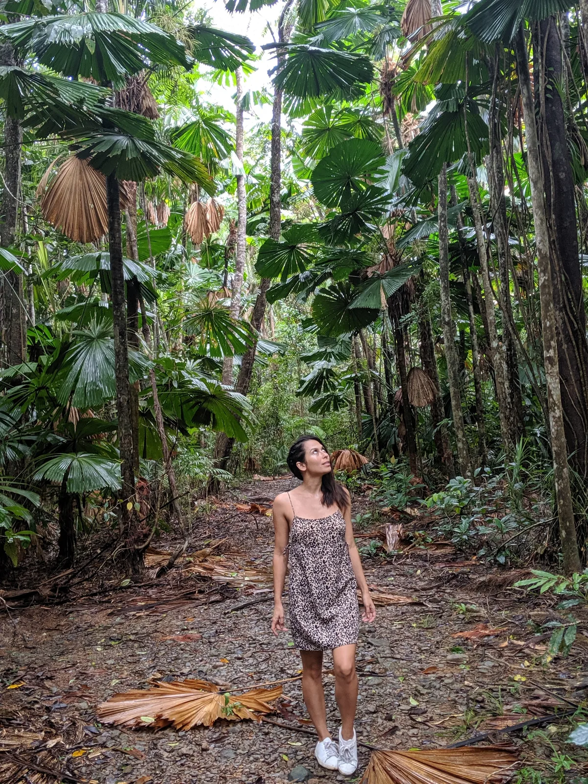 Forest understory