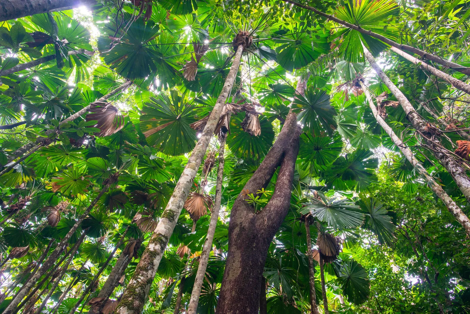 Rainforest understory