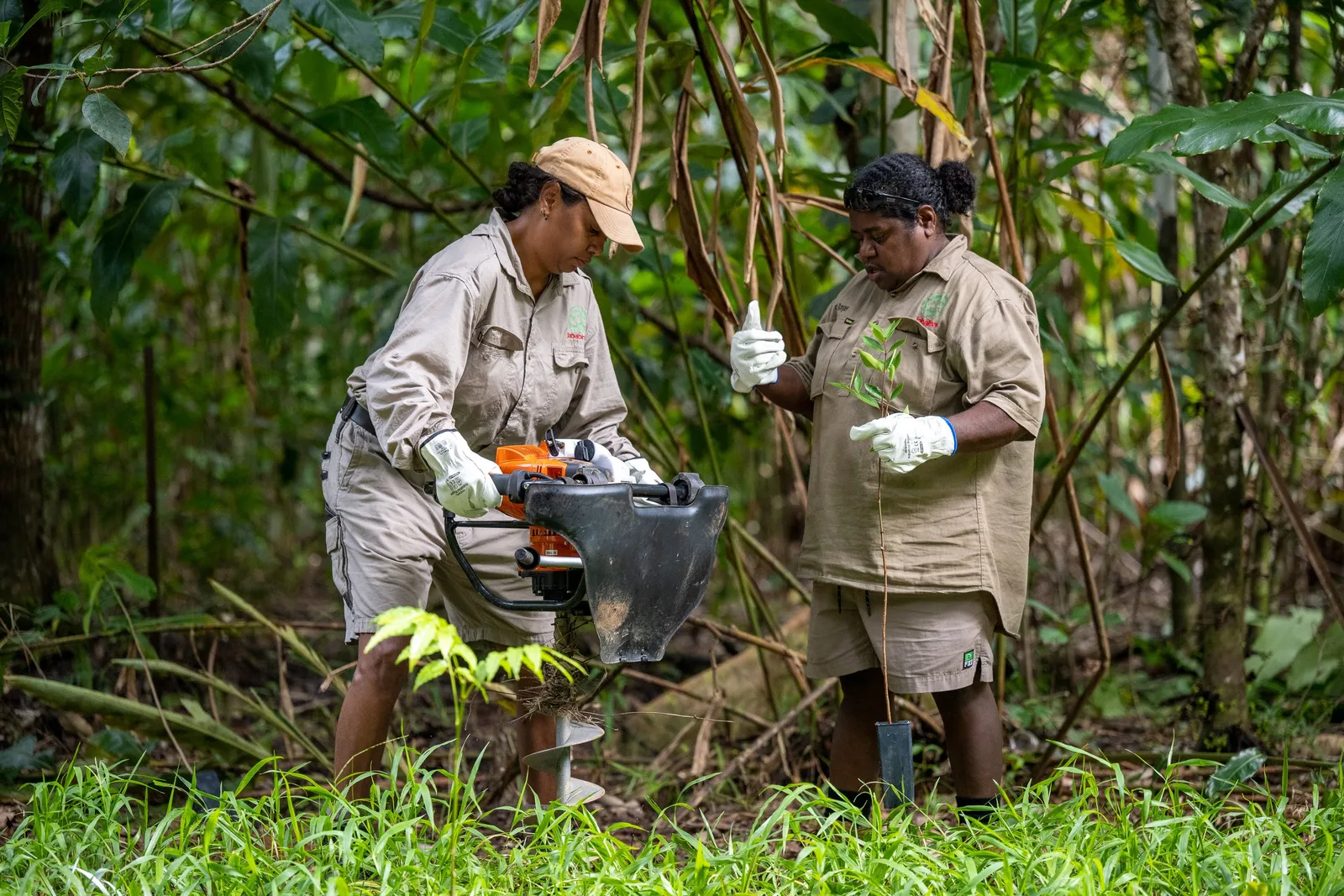 Dense rainforest understory