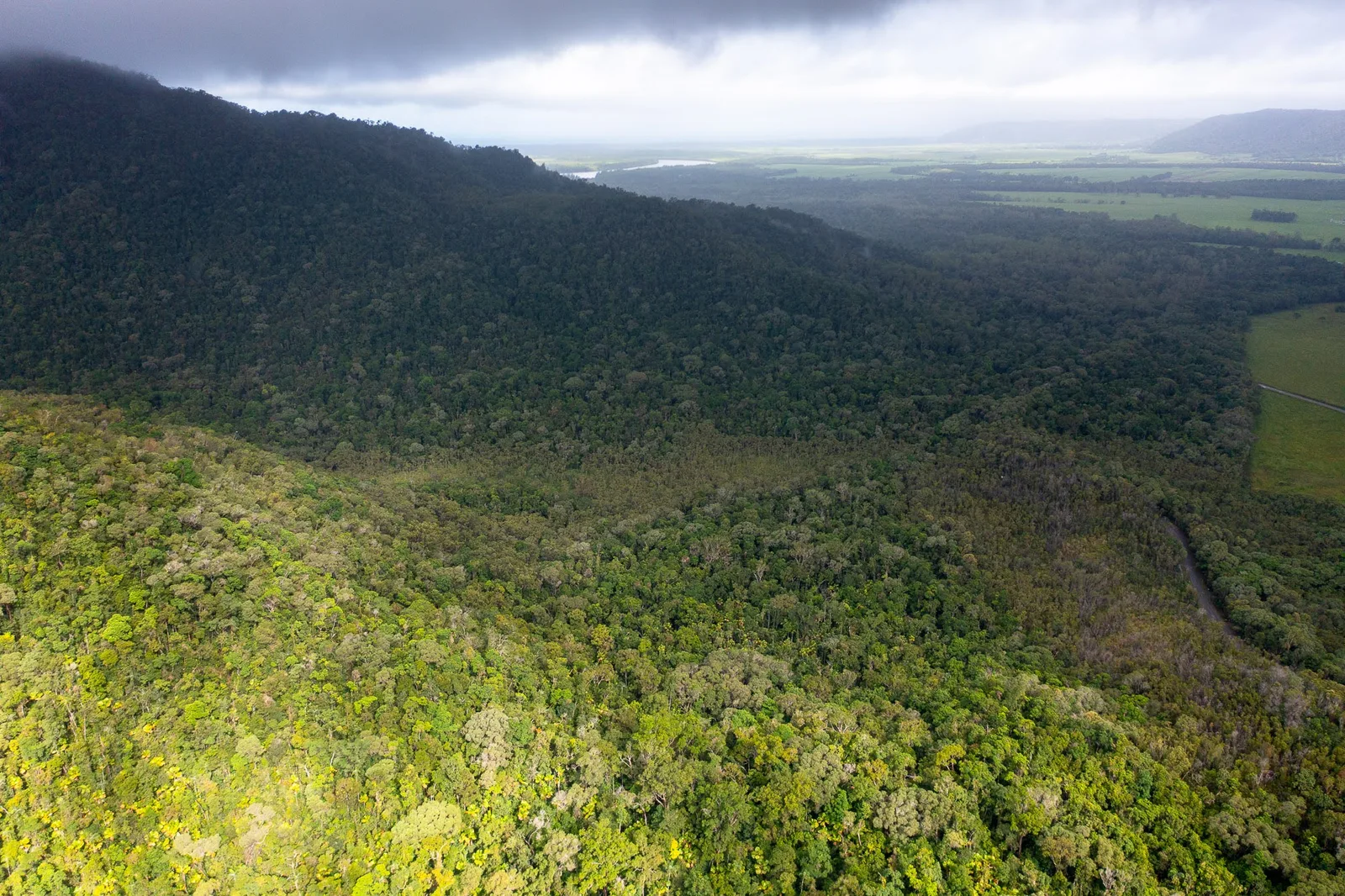 Rainforest understory, young regrowth