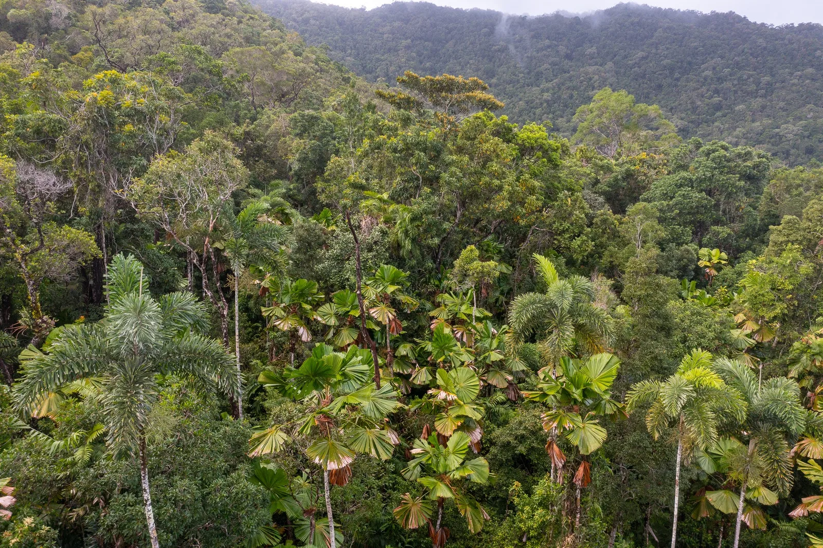 Pasture and forest edge