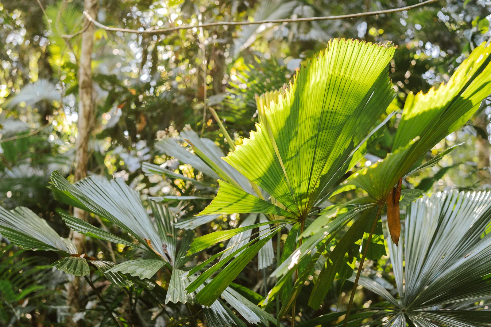 Daintree rainforest canopy